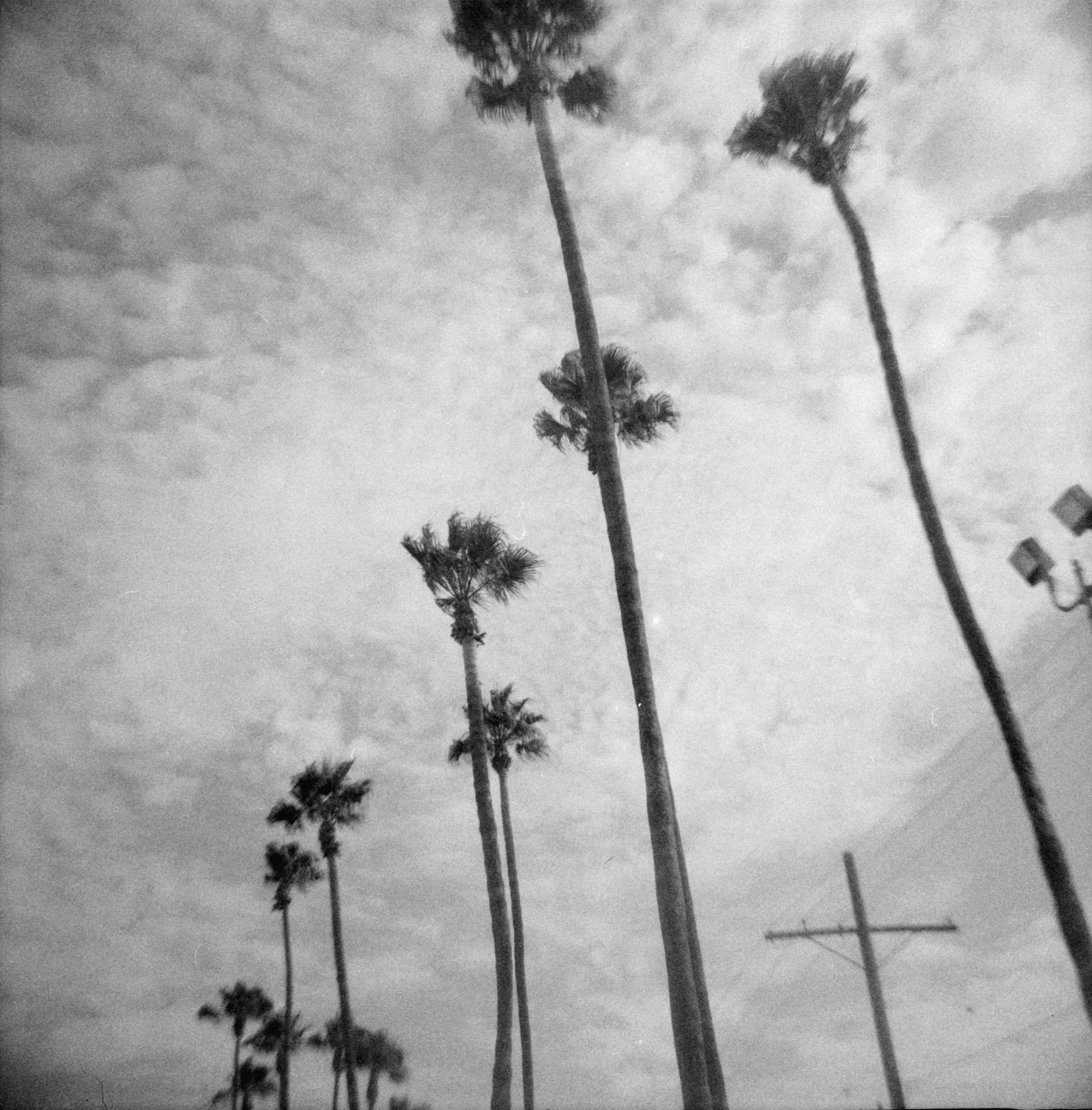 In N Out #2 Palm Trees